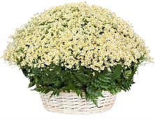 Цветочная композиция из Ромашки в корзине #REPLACE_PRED# Воронежской